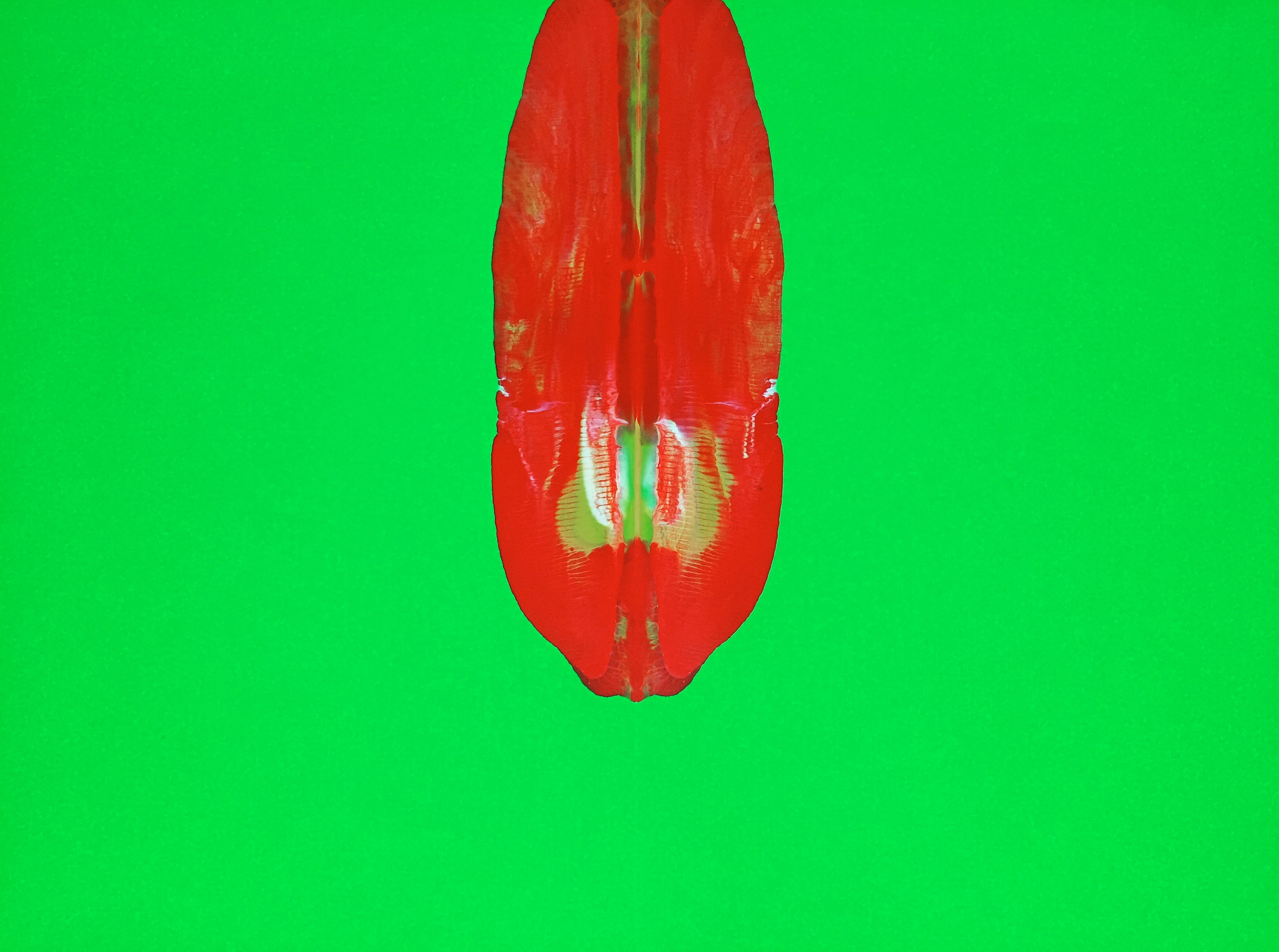 Red Kite.  21 x 30cm